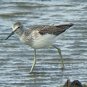 Common Greenshank